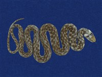 藏品(臺灣赤煉蛇)的圖片